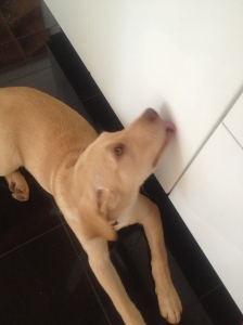 Here is Puppy the Second licking a kitchen cabinet, just because